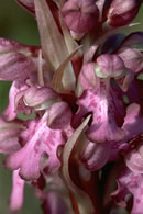 Barlia robertiana 