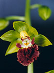 Calanthe tricarinata 
