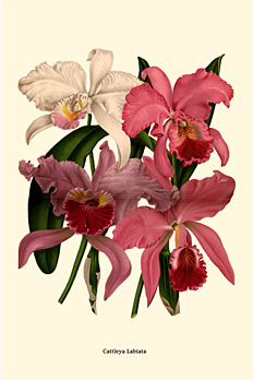 Cattleya labiata 