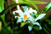 Coelogyne cristata