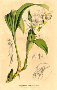 Coelogyne cumingii