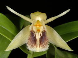 Coelogyne fimbriata