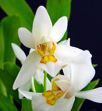Coelogyne nitida