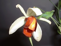 Coelogyne usitana