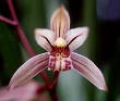 Cymbidium ensifolium 