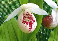 Cypripedium Ulla Silkens 