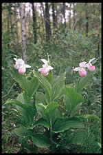 Cypripedium reginae 