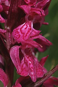 Dactylorhiza alpestris 