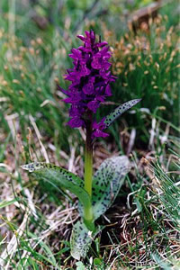 Dactylorhiza alpestris 