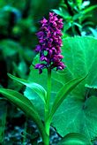 Dactylorhiza aristata 