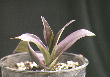 Dactylorhiza x bronsf&auml;rgade blad