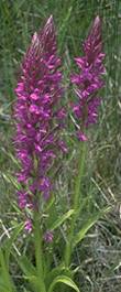 Dactylorhiza elata 