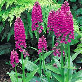 Dactylorhiza foliosa 