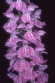 Dactylorhiza fuchsii 