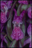 Dactylorhiza incarnata 