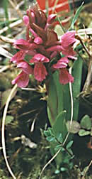 Dactylorhiza incarnata subsp. coccinea