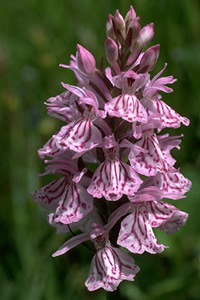 Dactylorhiza maculata 