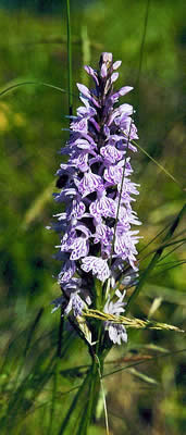Dactylorhiza maculata 