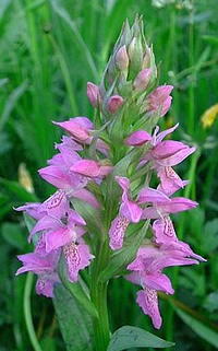 Dactylorhiza majalis 