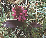 Dactylorhiza majalis subsp. occidentalis