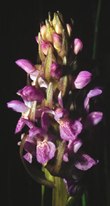 Dactylorhiza praetermissa 