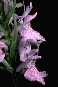 Dactylorhiza saccifera 