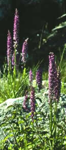 Dactylorhiza saccifera 