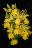 Dactylorhiza sambucina gul