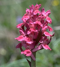 Dactylorhiza sambucina r&ouml;d