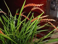Dendrochilum wenzelii