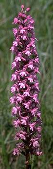 Gymnadenia conopsea 