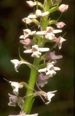 Gymnadenia conopsea 