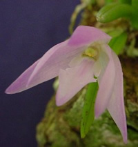 Leptotes unicolor