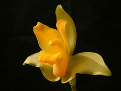 Lycaste aromatica