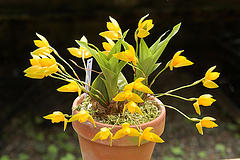 Lycaste aromatica