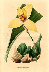 Lycaste deppei