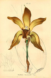 Lycaste longipetala