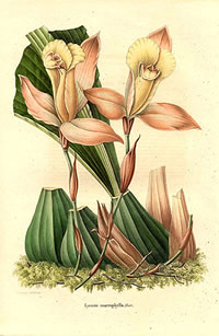 Lycaste macrophylla