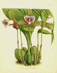 Lycaste macrophylla ssp. plana