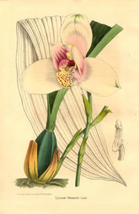 Lycaste skinneri