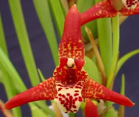 Maxillaria tenuifolia 