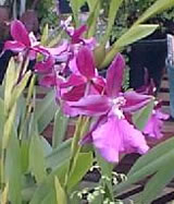 Miltonia moreliana X Sharaton