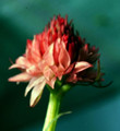 Nigritella nigra rosea