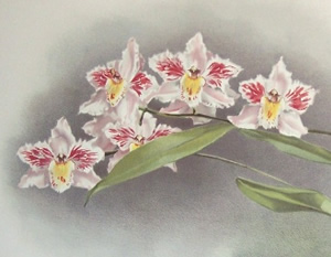 Odontoglossum crispum 
