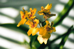 Oncidium One Carotene 