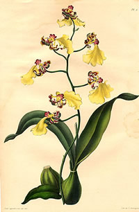 Oncidium batemannianum 
