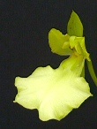 Oncidium concolor 