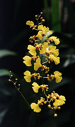 Oncidium flexuosum 