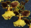 Oncidium gardneri 