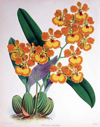 Oncidium gardneri 